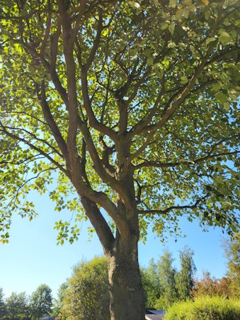 Ein Baum besteht aus vielen neurographischen Linien
